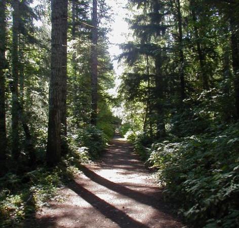 Beaver Lodge Forest Lands