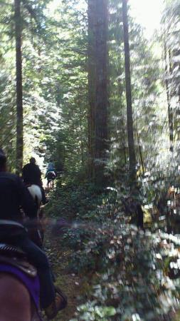 Log Train Trail