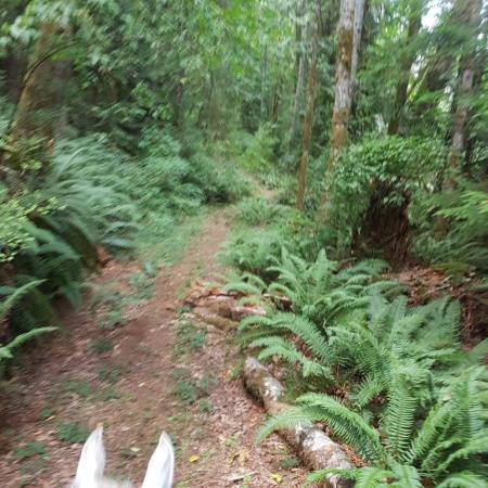 Grace Road Trails - North Cowichan Forest Lands