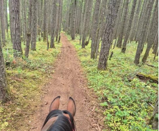 Haslam Trail Timberlands