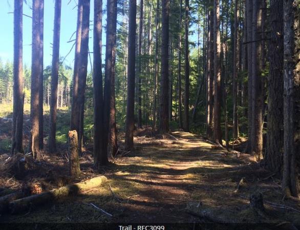 Snowden Demonstration Forest