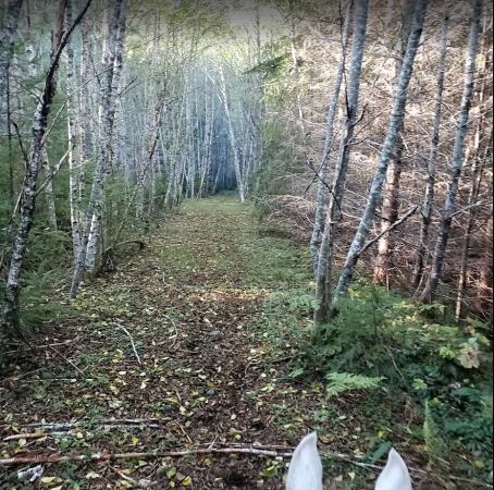 McKay Lake Forest Trails - Spruston